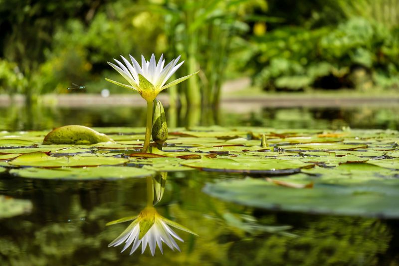 Phytoépuration décontamination de l'eau