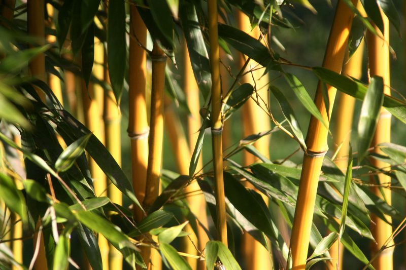 Le bambou pour la phytoépuration