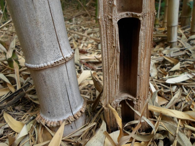 le bambou en détail