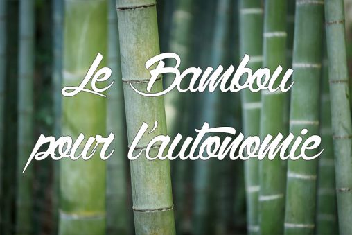 le bambou pour l'autonomie ?