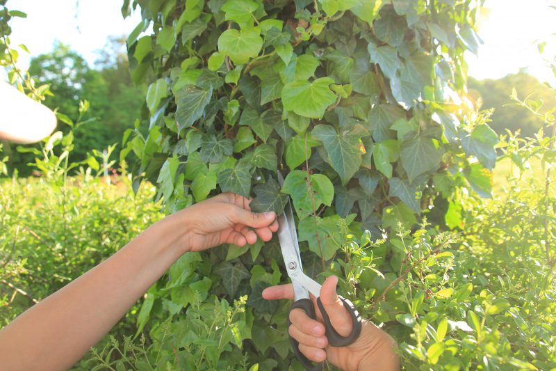 Découpe feuilles de lierre pour la lessive