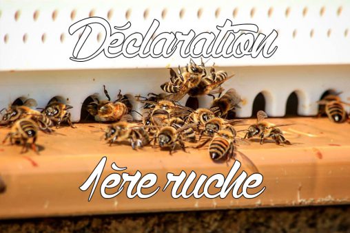 Première déclaration de ruche