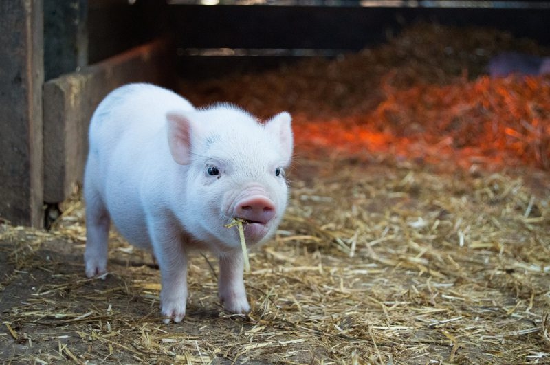 autoconstruction écologique et mythe des 3 petits cochons