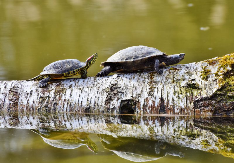 Biodiversité dans une mare naturelle