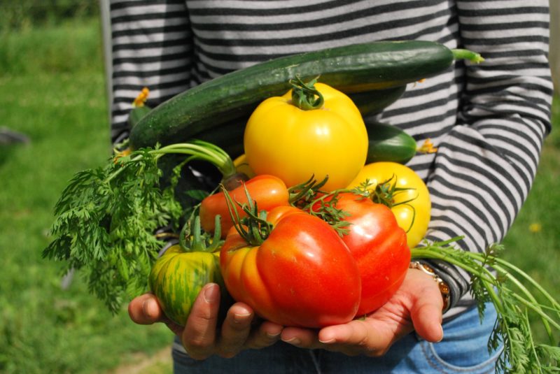 Légumes du potager