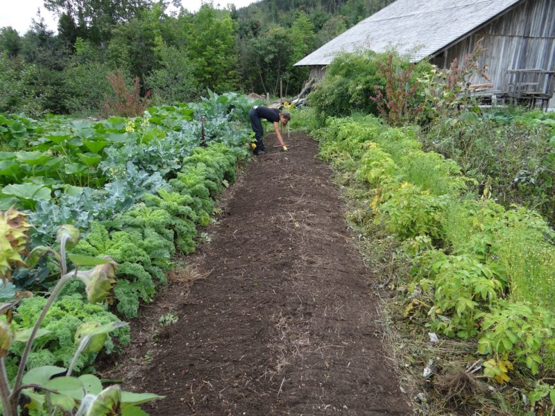 Jardin potager pour l'autonomie alimentaire