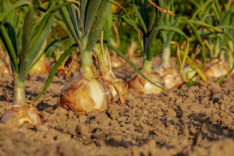 Mieux manger en cultivant ses propres fruits et légumes