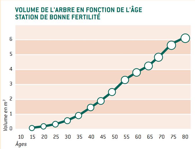 Graphique volume de bois d'un arbre douglas