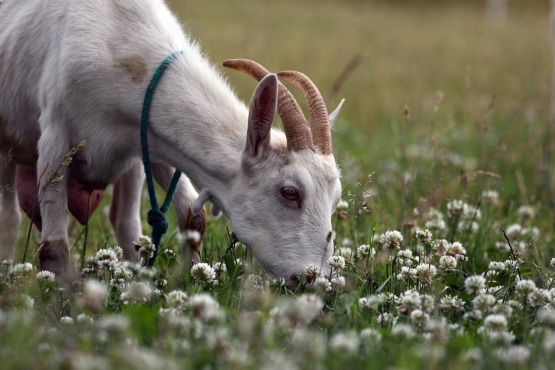 Chèvre qui broute l'herbe 