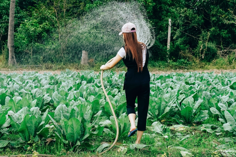 Femme qui arrose son potager avec de l'eau de pluie