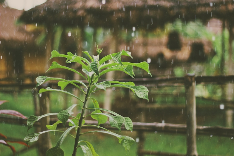 Pluie qui tombe sur le potager